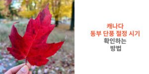 캐나다-동부-단풍-절정-시기 -확인하는-방법-썸네일