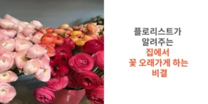 플로리스트가-알려주는-집에서-꽃-오래가게-하는-비결